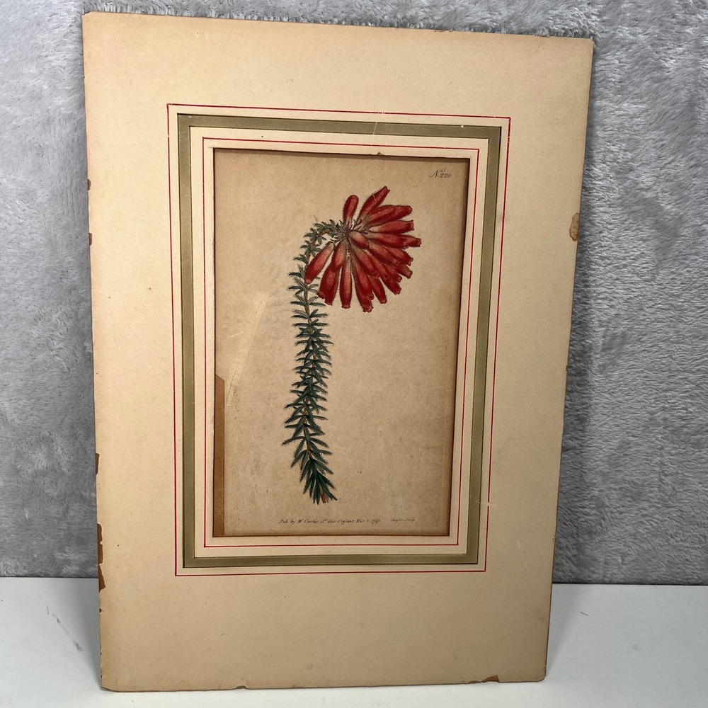 1793‎ Curtis Botanical Magazine
Antique Print Red Bell Flower #220